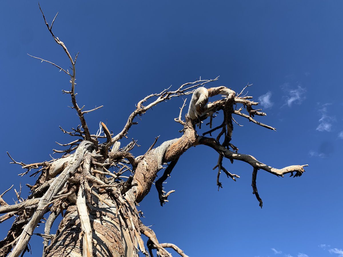 WLDdefense's tweet image. Spiraling contorted & wind swept trees on a Jarbidge Forest ridge. Wouldn't want to be here in winter winds.