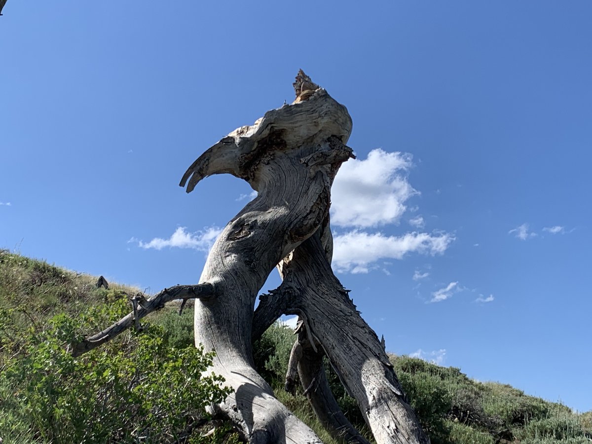 WLDdefense's tweet image. Spiraling contorted & wind swept trees on a Jarbidge Forest ridge. Wouldn't want to be here in winter winds.