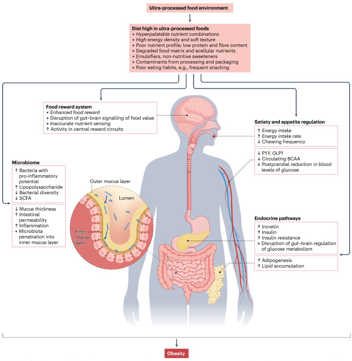 In the UK and USA, over 50% of daily calories consumed comes from ultra processed foods which can be linked with obesity via the following mechanisms 👇 

What other harms are associated with ultra processed foods?

📸: nature.com/articles/s4157…