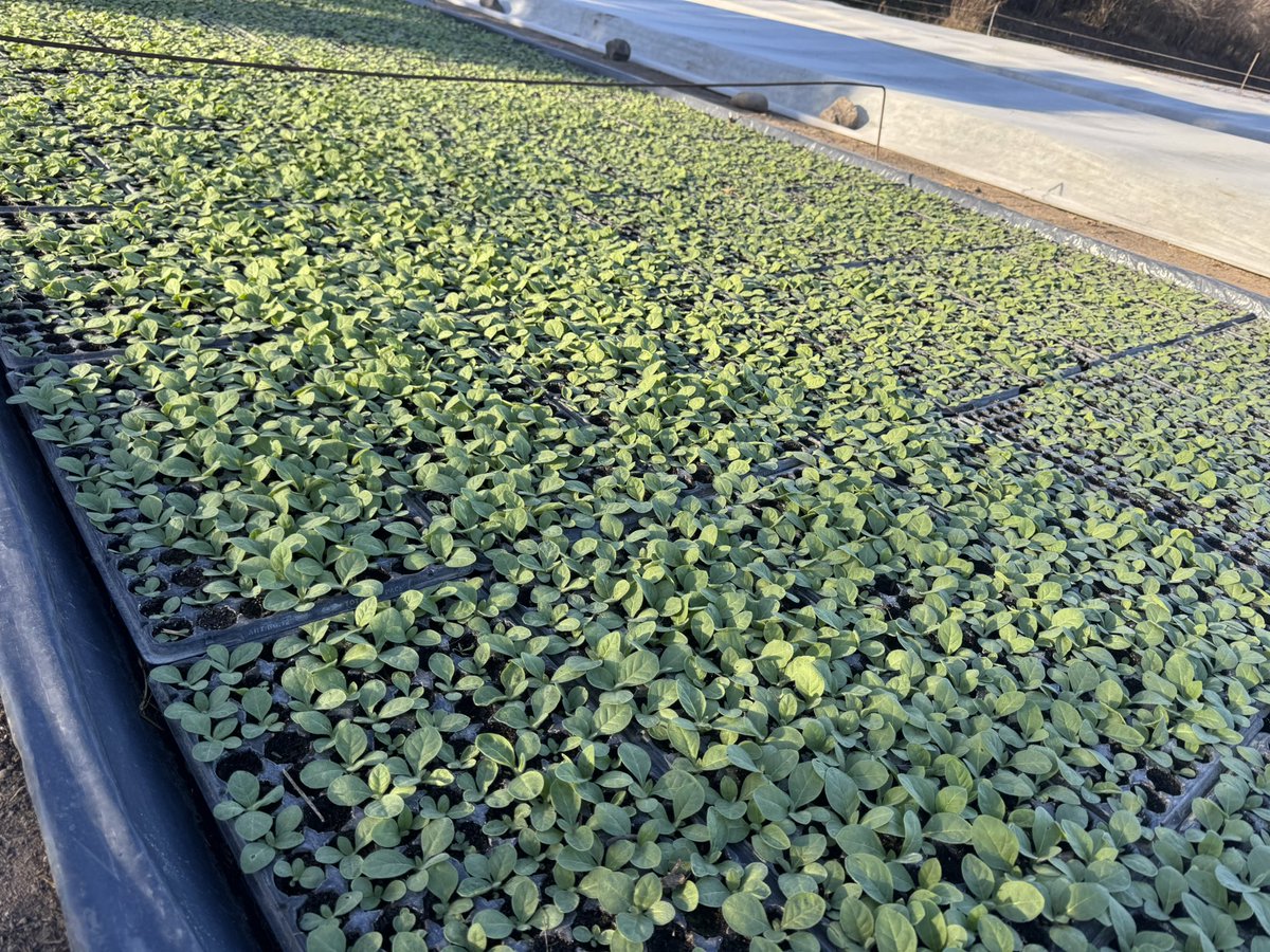 Aflojó el frío y arrancaron los almacigos