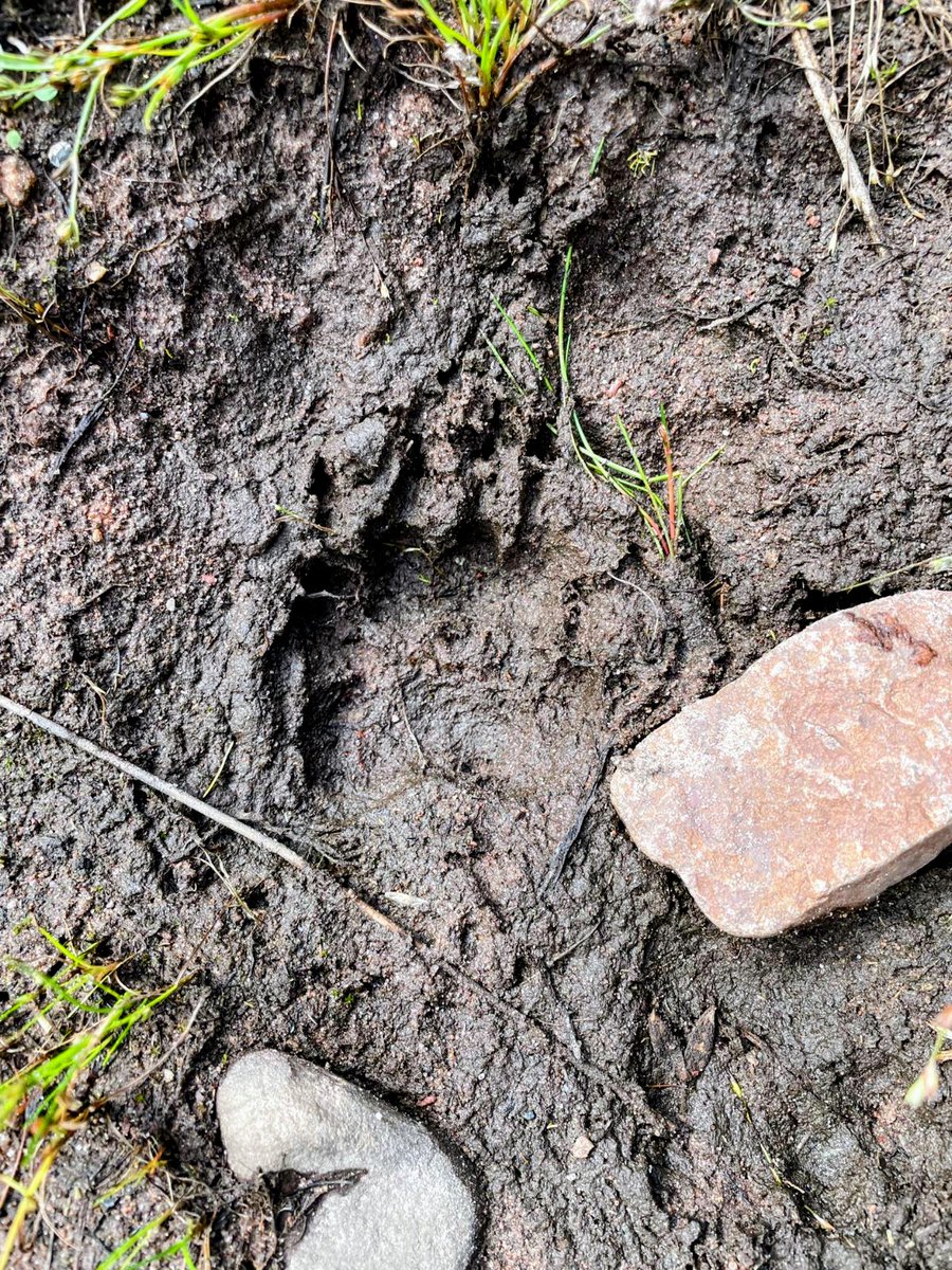 RedRiverCroft's tweet image. Wildlife Twitter/X friends... Is this a badger paw print? Thanks in advance for your help.
Found in the margins of the river which runs through our croft, close to an old ford.
😊