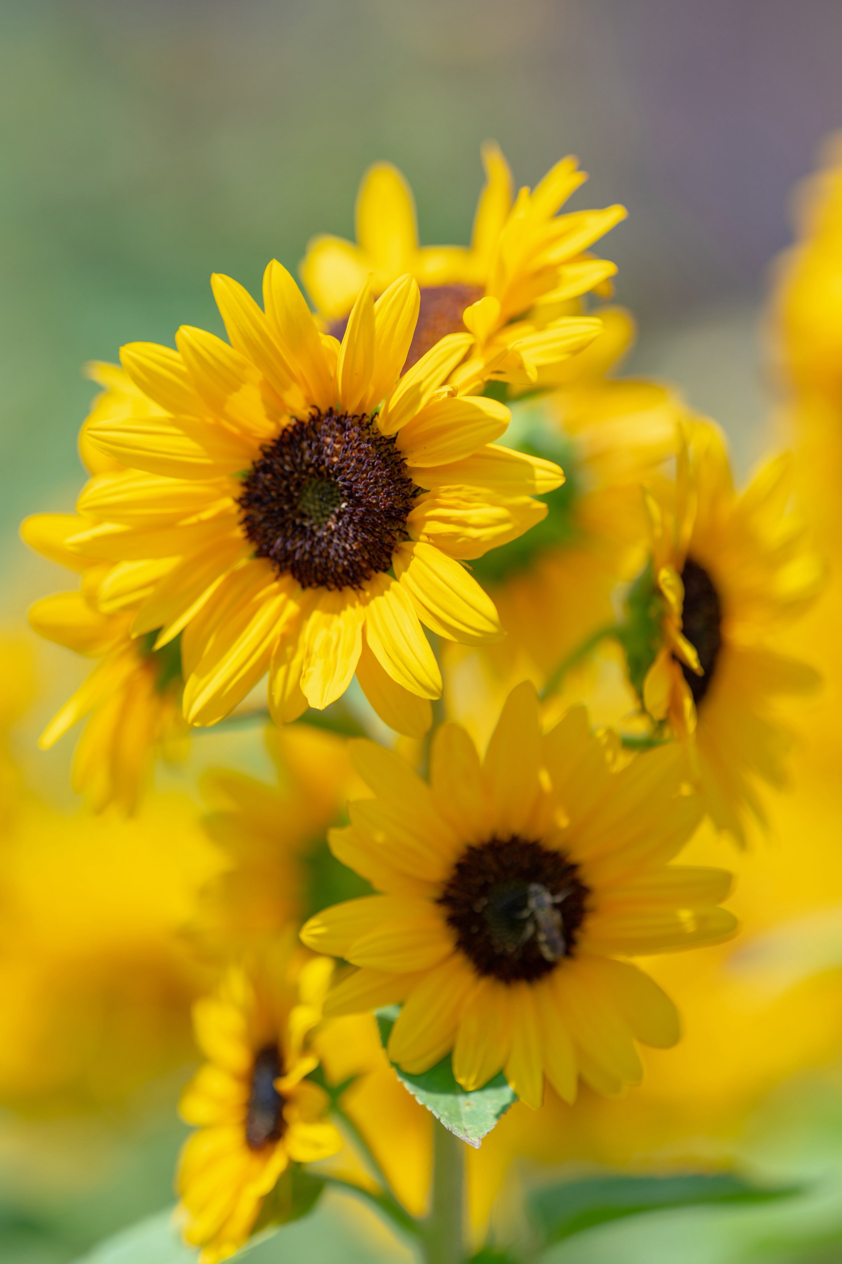 🌻ひまわり🌻 on X: 