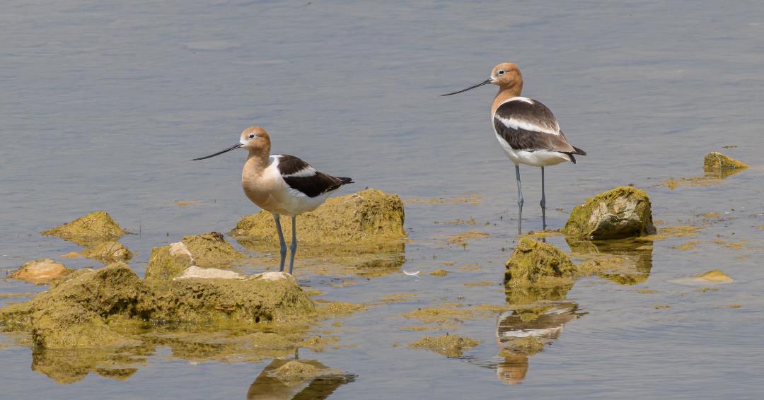 A rare treat! American avocets, usually found in the west and along the Gulf Coast, have been spotted in Will County. These waterbirds prefer shallow wetlands and forage for aquatic invertebrates and seeds. (Photo courtesy of Maura Carlisle) 

#RareSighting #Waterbirds #Avocets