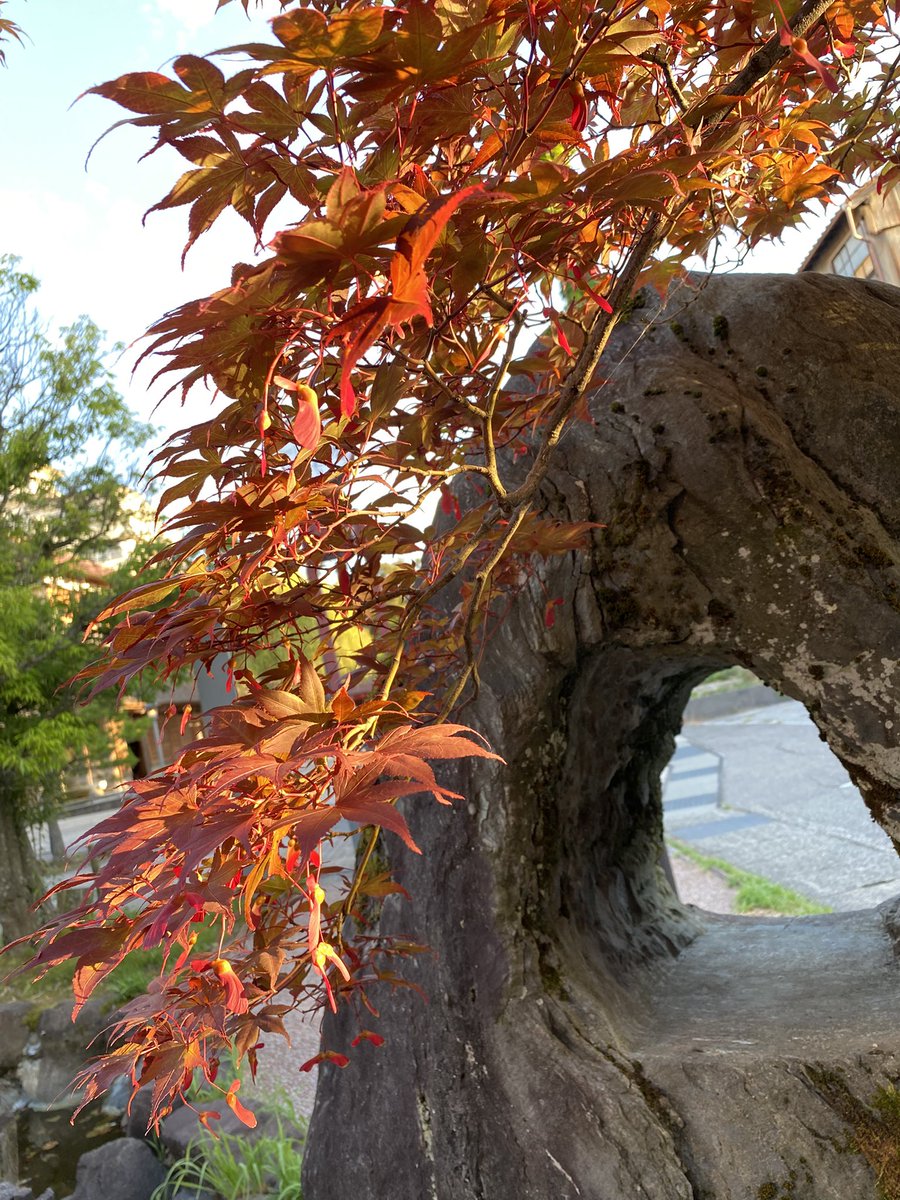 Hadutiwo's tweet image. 茶店・丹塗り屋営業日
昨日の夕方
夕日に照らされた紅葉🍁
暑いけど今日もがんばろ!
#山代温泉 #温泉むすめ #山代八咫 #はづちを #加賀温泉郷 #加賀は引力 #夏月姫の地元は加賀市じゃん