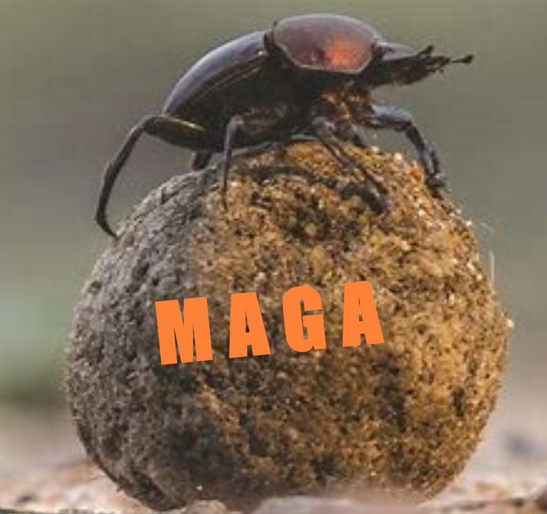 Dexter__Wright's tweet image. A typical member of 'The Cult of the Poorly Educated' has a spirit animal; The Dung Beetle. Dung Beetles, like MAGA Cult members, follow an elephant around waiting for him to spew some crap. The only thing that the Dung Beetle cares about is the elephant. There is nothing in the…