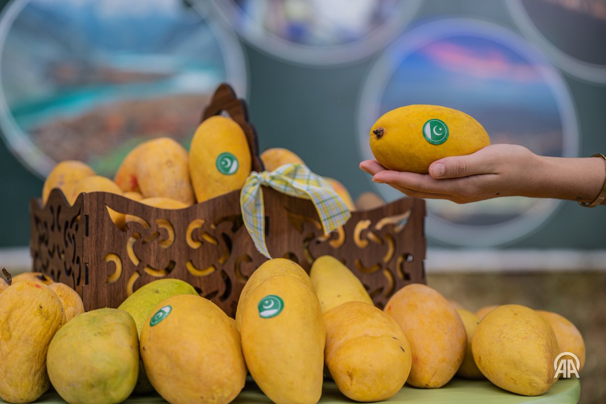 Pakistan Embassy Türkiye (@pakinturkiye) on Twitter photo “When mangoes arrive, let the season of delight begin” 🇵🇰💛🥭
#PakistanMangoFestival
📸 <a href="/anadoluajansi/">Anadolu Ajansı</a> “When mangoes arrive, let the season of delight begin” 🇵🇰💛🥭
#PakistanMangoFestival
📸 <a href="/anadoluajansi/">Anadolu Ajansı</a>