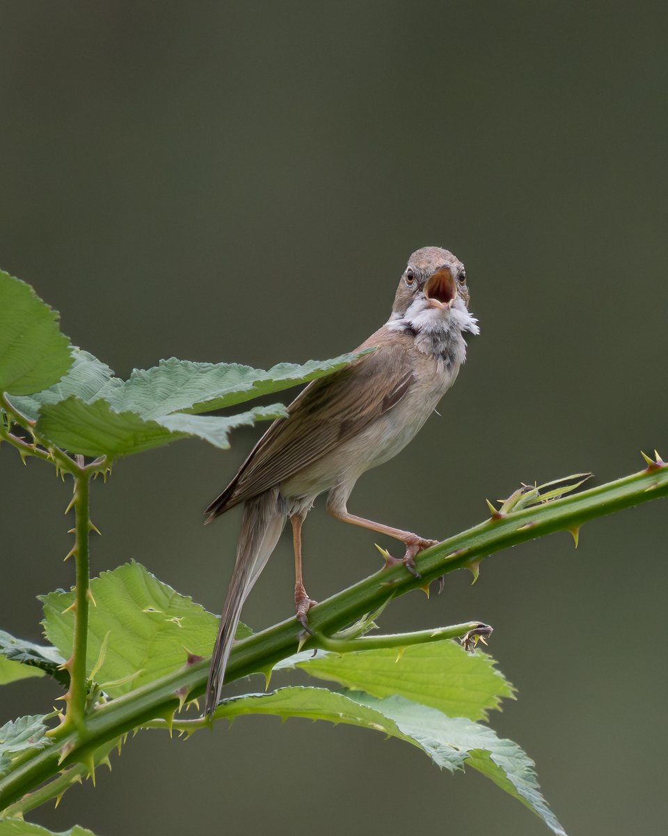 midswildlife's tweet image. Some images from a recent trip to @ladywalk_nr. Whitethroat and Song Thrush. @WestMidBirdClub