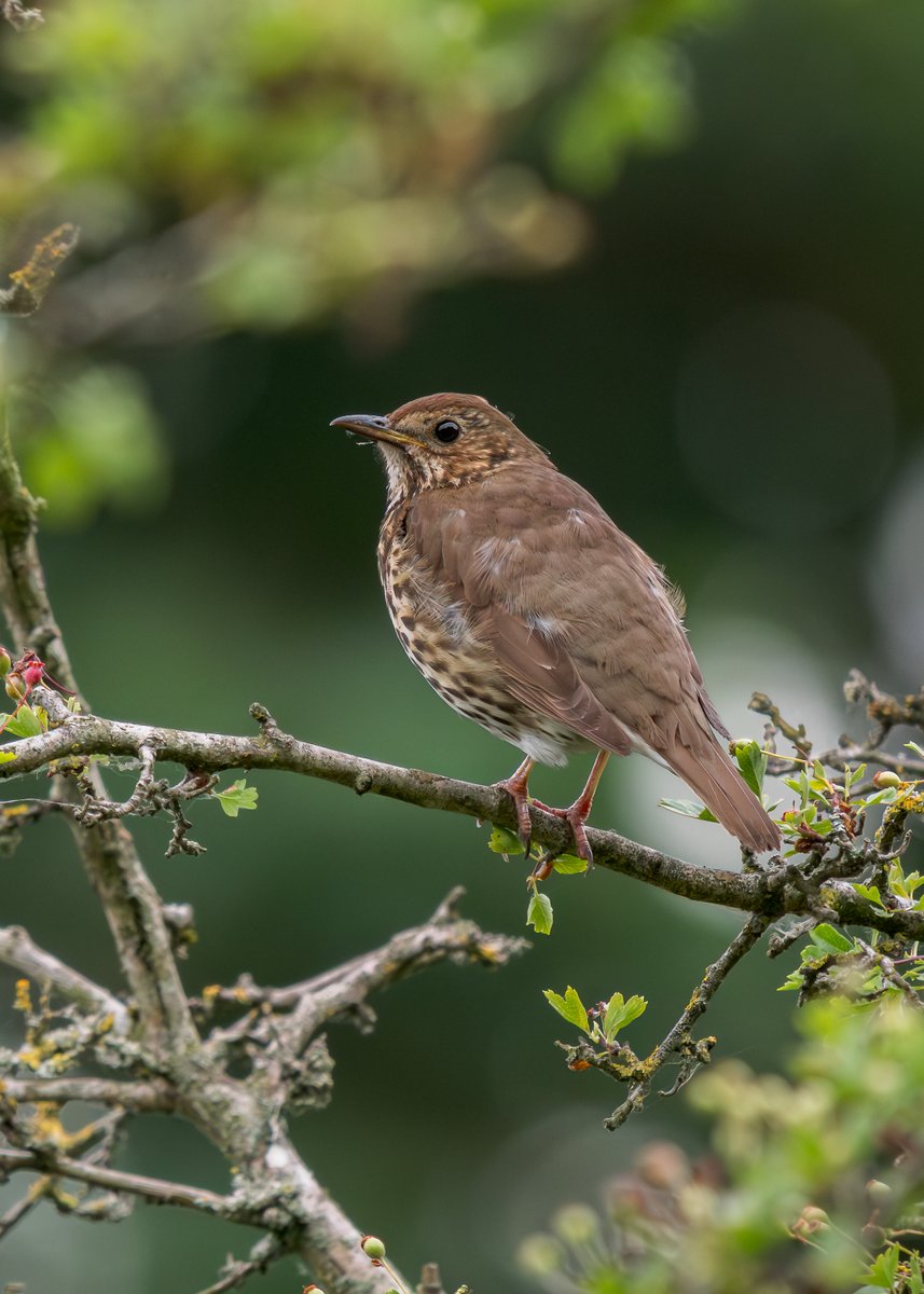 midswildlife's tweet image. Some images from a recent trip to @ladywalk_nr. Whitethroat and Song Thrush. @WestMidBirdClub