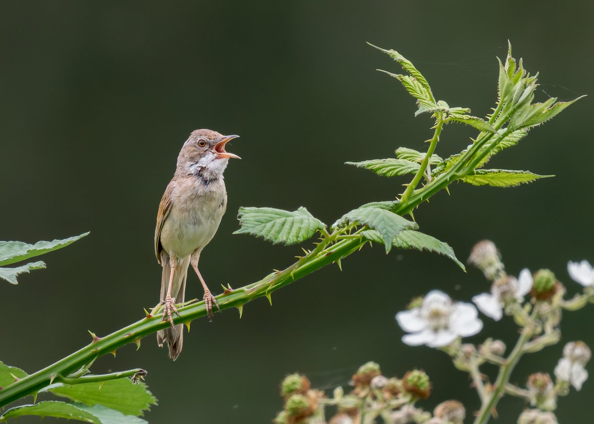midswildlife's tweet image. Some images from a recent trip to @ladywalk_nr. Whitethroat and Song Thrush. @WestMidBirdClub