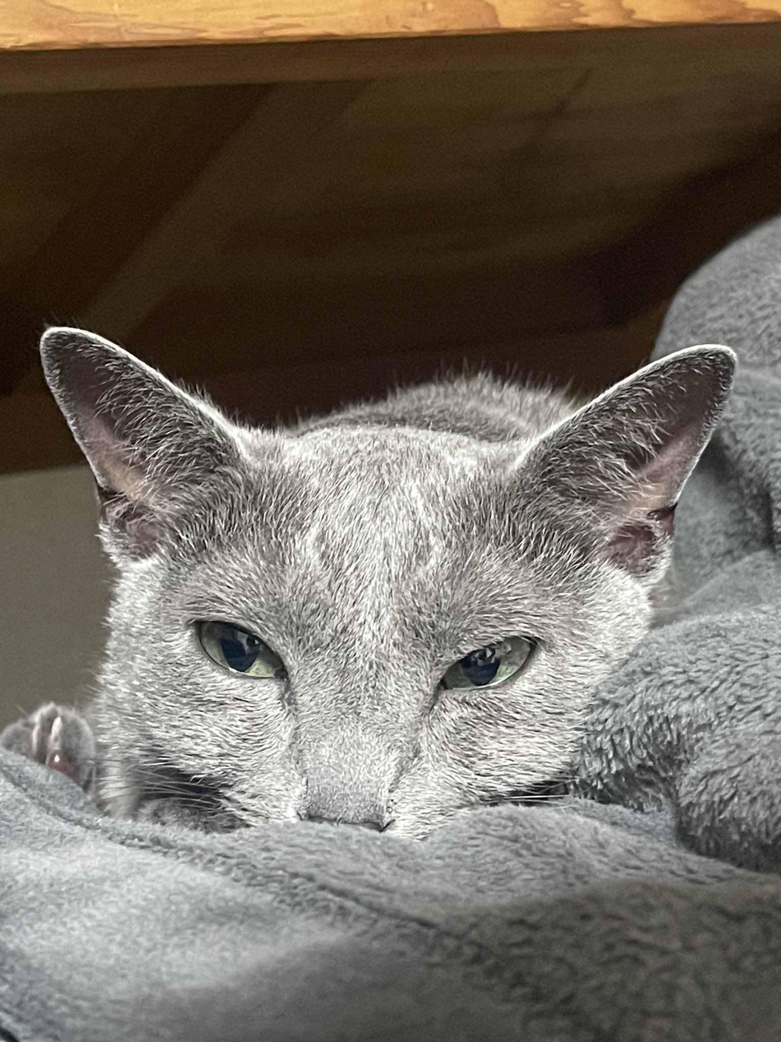 妖精猫さん白コウモリバージョン Amazon | GUAGLL 猫コウモリの羽 ハロウィン ペット 猫 コウモリ