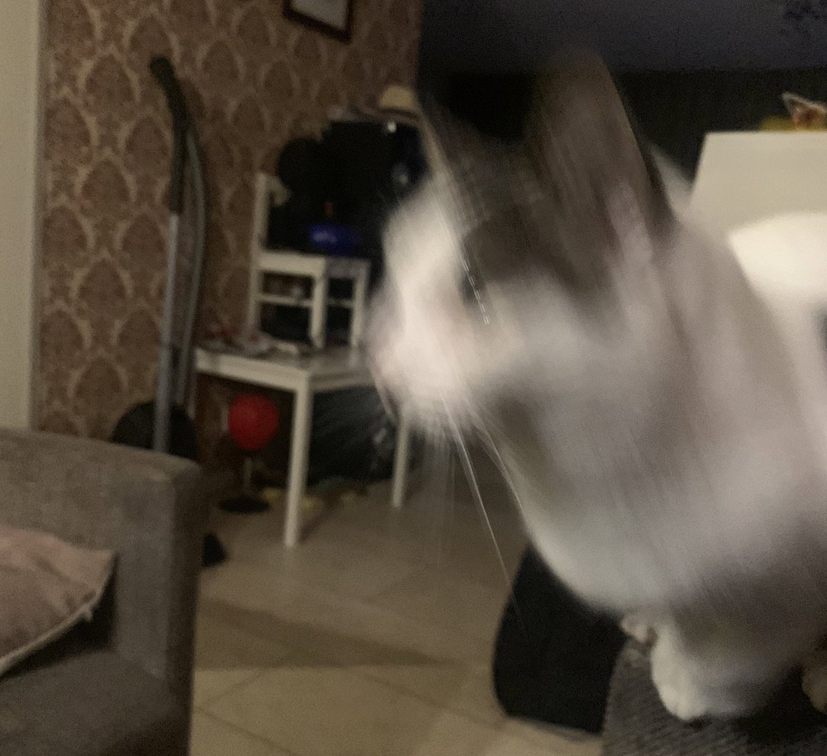 TheCatNamedMags's tweet image. This is what eating kibble does to you…
stay safe children….
