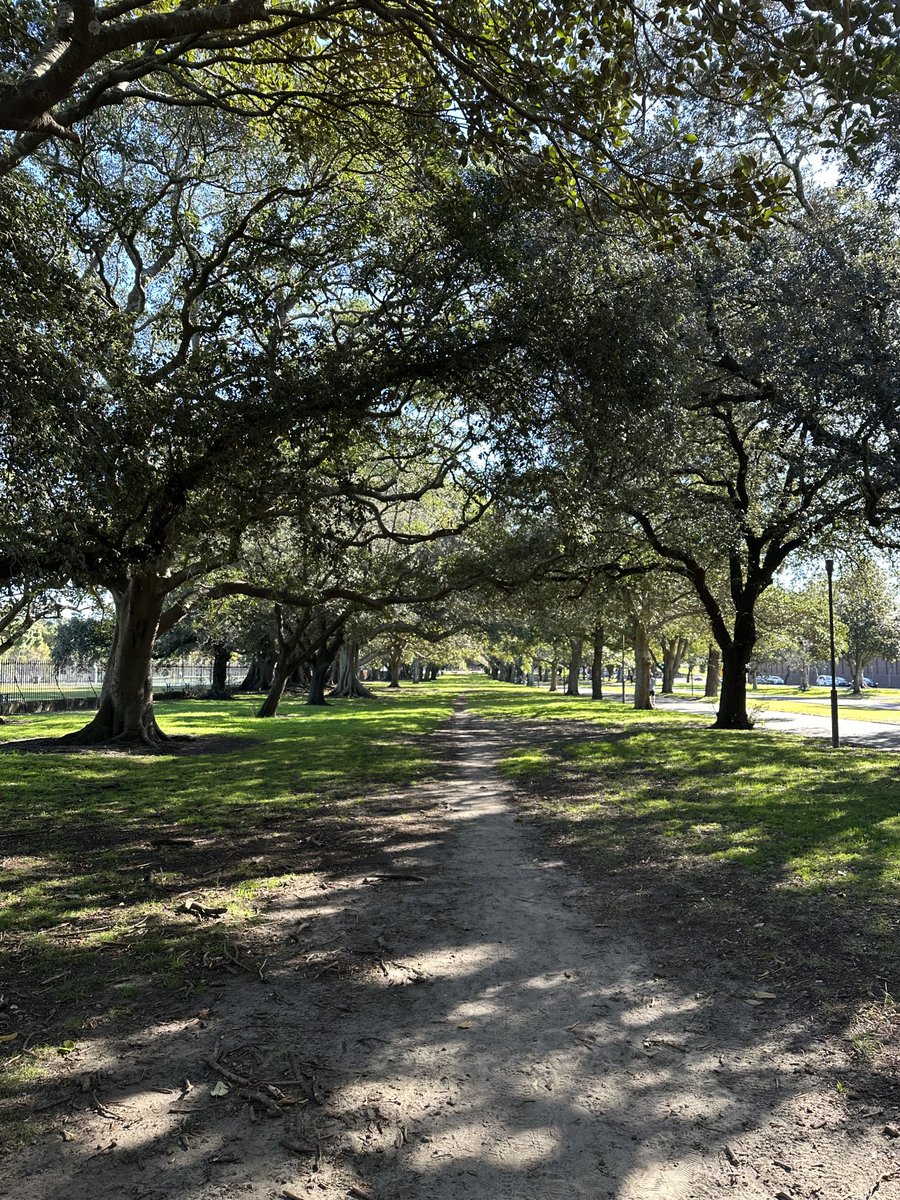 tuliprose269's tweet image. There’s something magical about walking through a living tunnel of trees - the world feels quieter, greener, more alive.