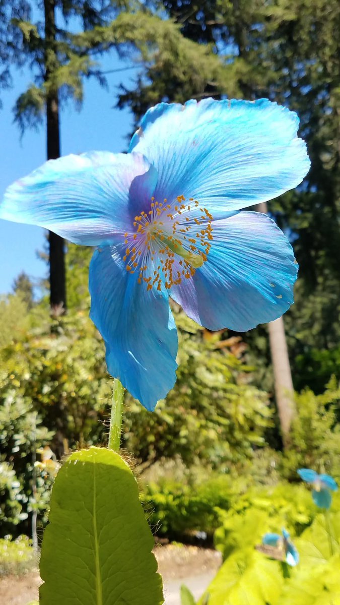 TheFlowerShow's tweet image. A particularity of the blue Himalayan Poppy is that when exposed to hi sunlight the blue turns purple-ish .

This color changes can be seen in most flowers but it is very obvious in this case