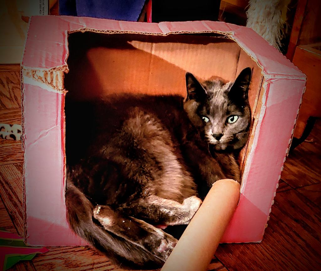 BM1531's tweet image. Lulu is now compacted and reevaluates her box selection abilities.