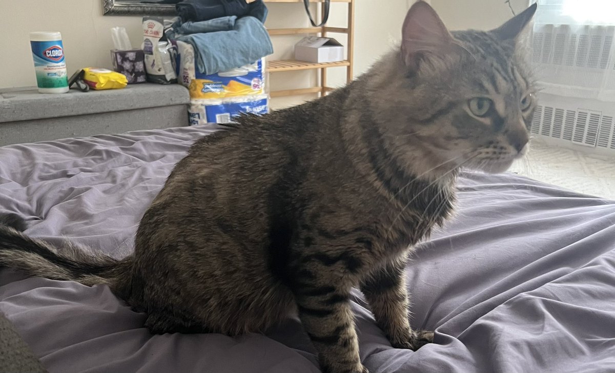 atsoc93's tweet image. Adopted another cat, we named him Odin— gentle giant with huge paws and kinda’ reminds me of a Maine coon but he’s a standard issue cat