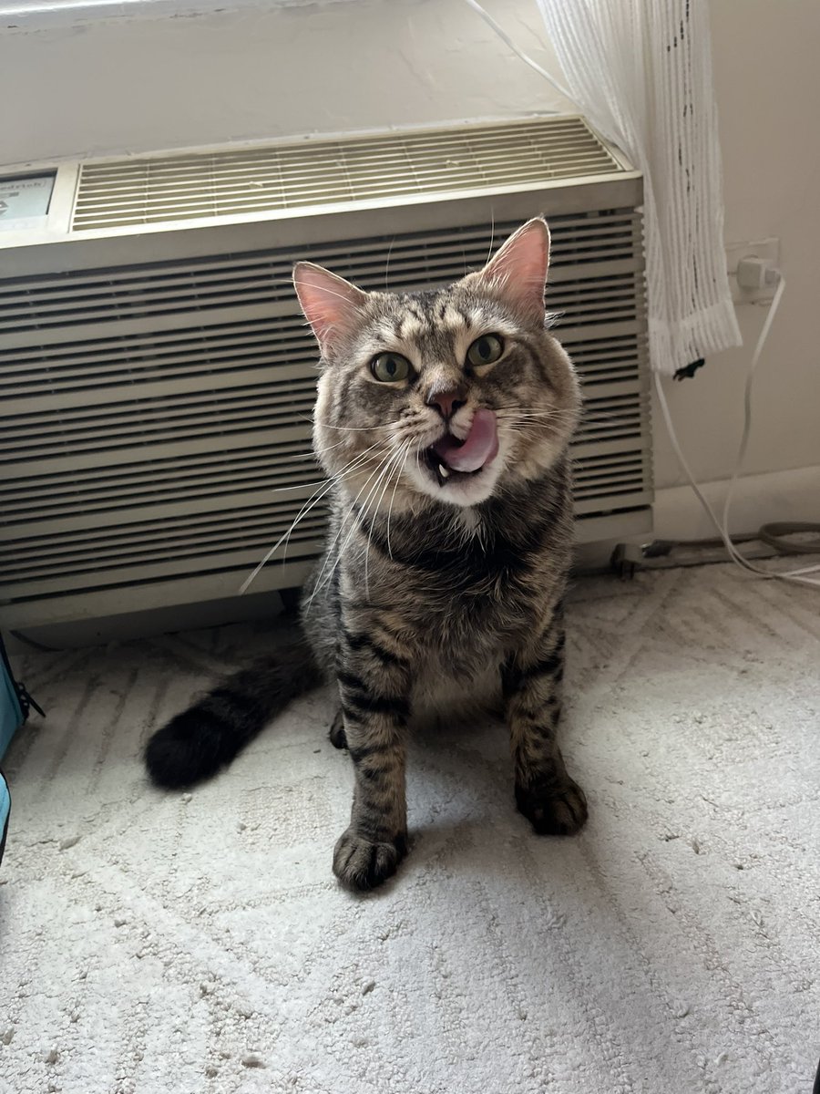 atsoc93's tweet image. Adopted another cat, we named him Odin— gentle giant with huge paws and kinda’ reminds me of a Maine coon but he’s a standard issue cat