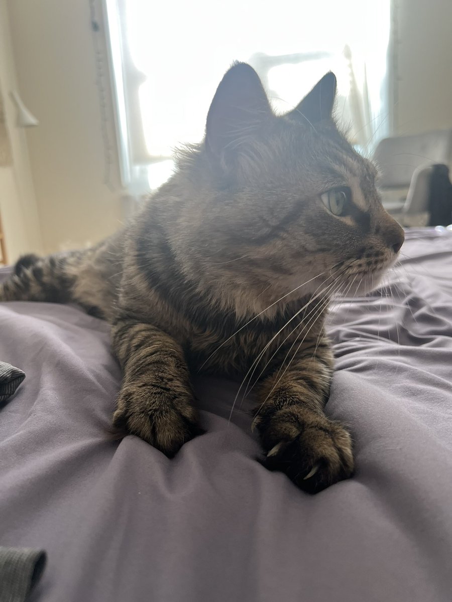 atsoc93's tweet image. Adopted another cat, we named him Odin— gentle giant with huge paws and kinda’ reminds me of a Maine coon but he’s a standard issue cat