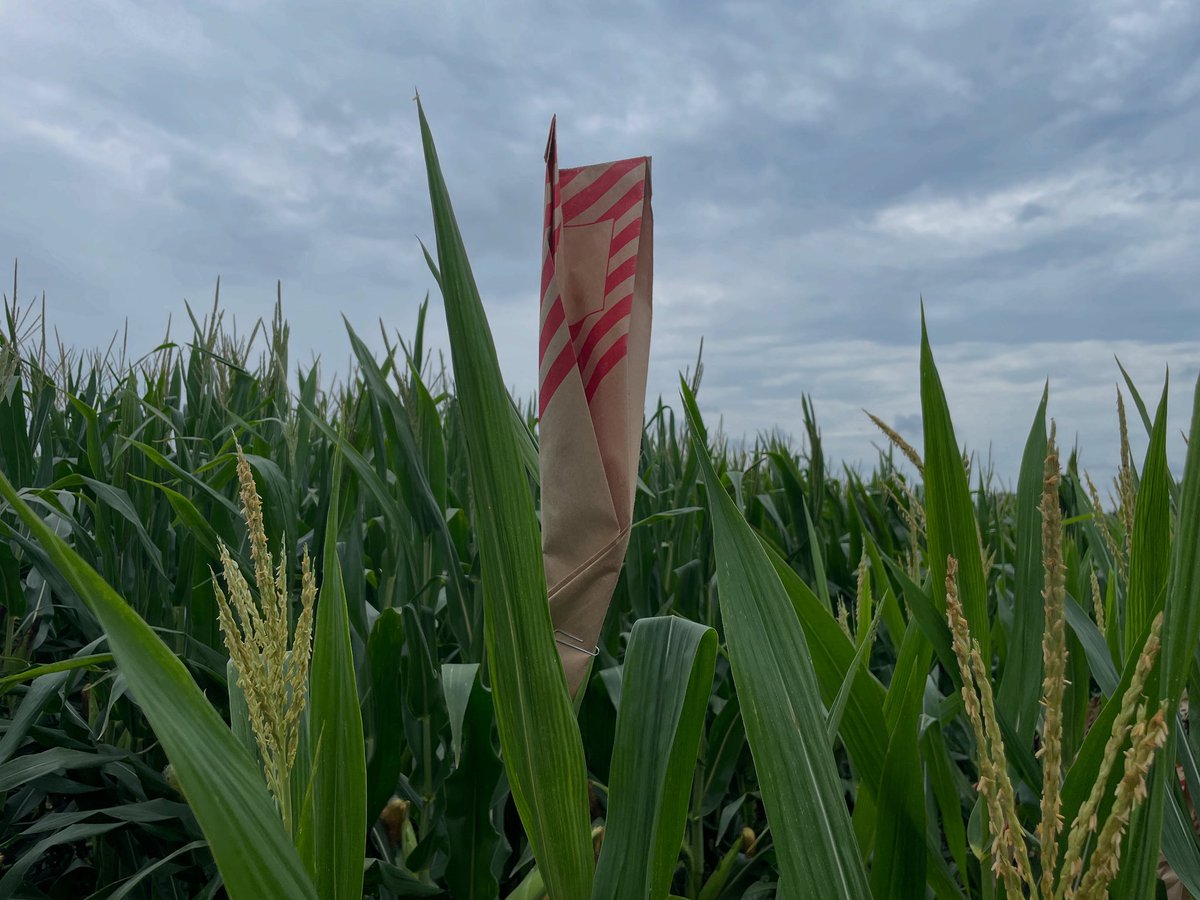 Last bag of pollination season #21 overall and #5 with <a href="/WyffelsHybrids/">Wyffels Hybrids</a>