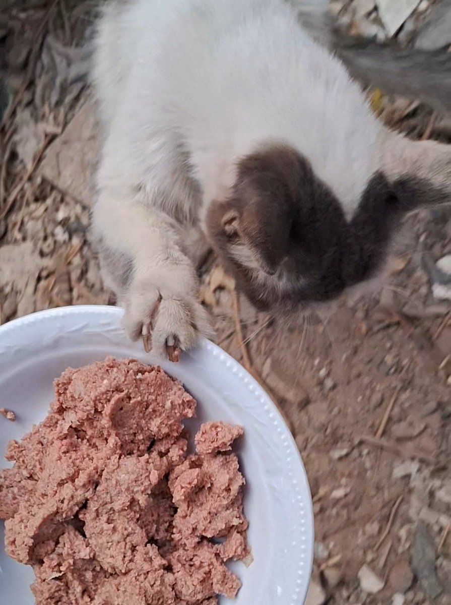 Fam¡ne has f0rced us to severly decrease food for our children and our cats, for the adults, we now eat only one meal every two days, yet we still don’t have enough food or money to buy more (if any food is even available).
I am t¡red. I’ve started feeling del¡r¡ous and