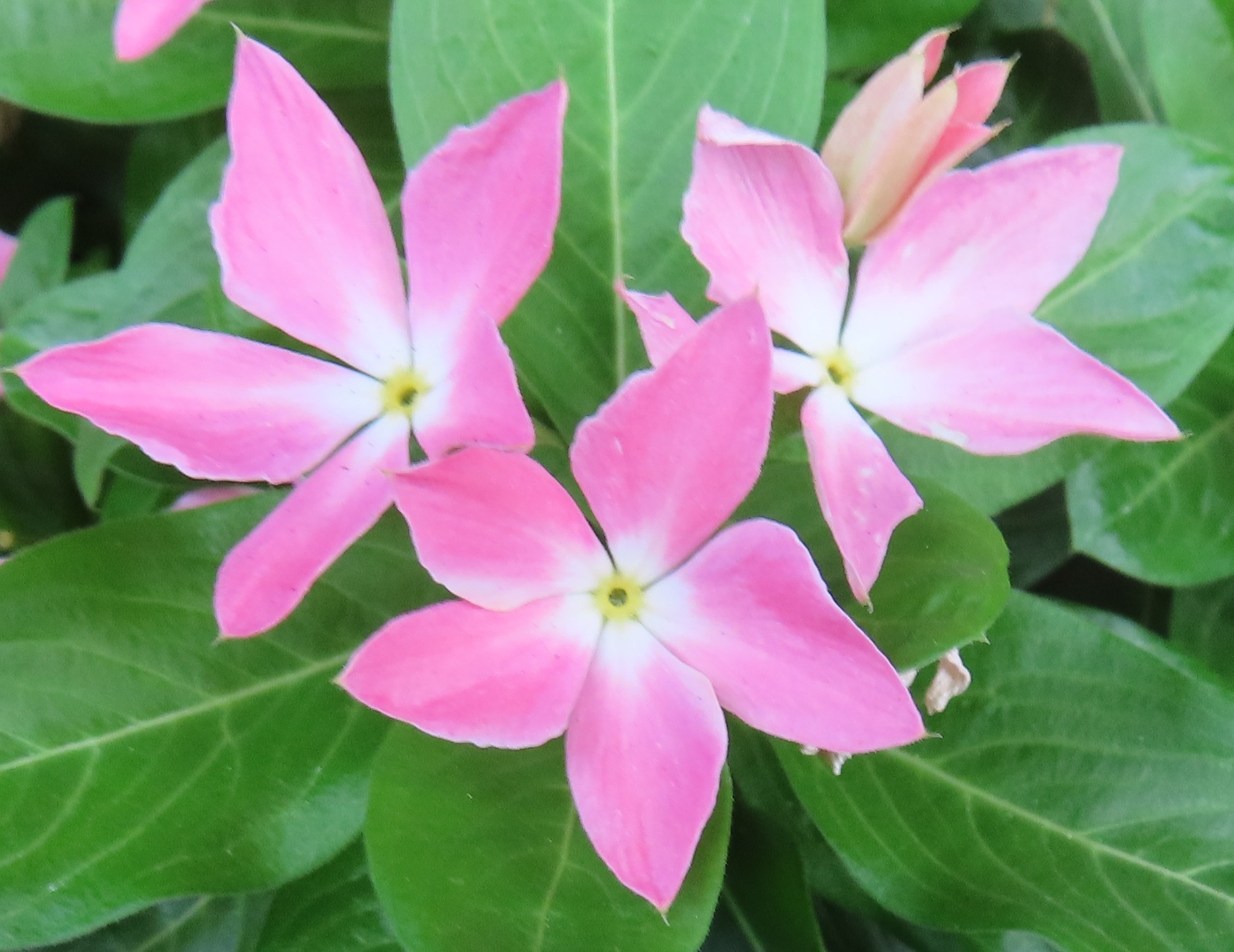kirkxxx1 未草５種類セット◌。˚✩（開花間近 若苗&春発芽幼苗） 387456.jpg