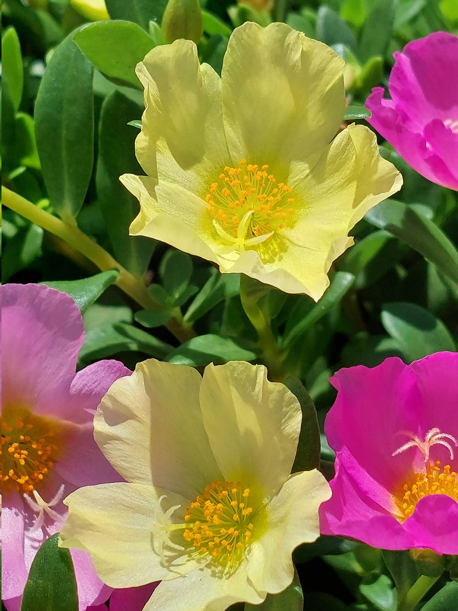 dHuHBSNDDW6QiBo's tweet image. 7/21(月)☀️おはようございます
🍀皆さま🍀
ご訪問有難うございます🥰
夏になると街の花壇で
よく見かけるポーチュラカ
花言葉(全般)♡いつも元気 無邪気
今日も灼熱の太陽が
降り注ぐ予報
元気にご安全に🏖️👒
海の日を楽しみましょう
本日も宜しくお願い致します😊🍀
#海の日 #お花大好き