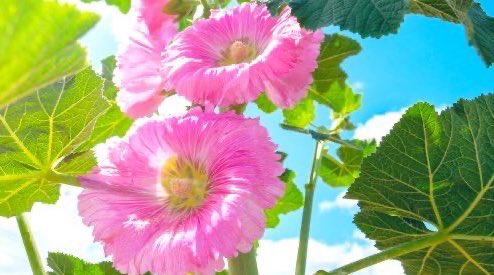 mana_desu612's tweet image. 🌷🌸🌻
お⃰ は⃰ ま⃰ あ⃰ な⃰
得意の逆立ち(σ・ϖ・)σゲッツ(σ・ϖ・)σゲッツな
3連休最終日の海の日月曜日💛🏖🐠
本日は金沢から友人警備隊👮🏻が遊びきてから、ベビ👶💕と能🥁を観に行きます🌷久しぶりで楽しみ(/。'(ェ)')一日よろしクマアニャ🧸🎀 相互フォロー
youtube.com/shorts/Qv_dx9V…
