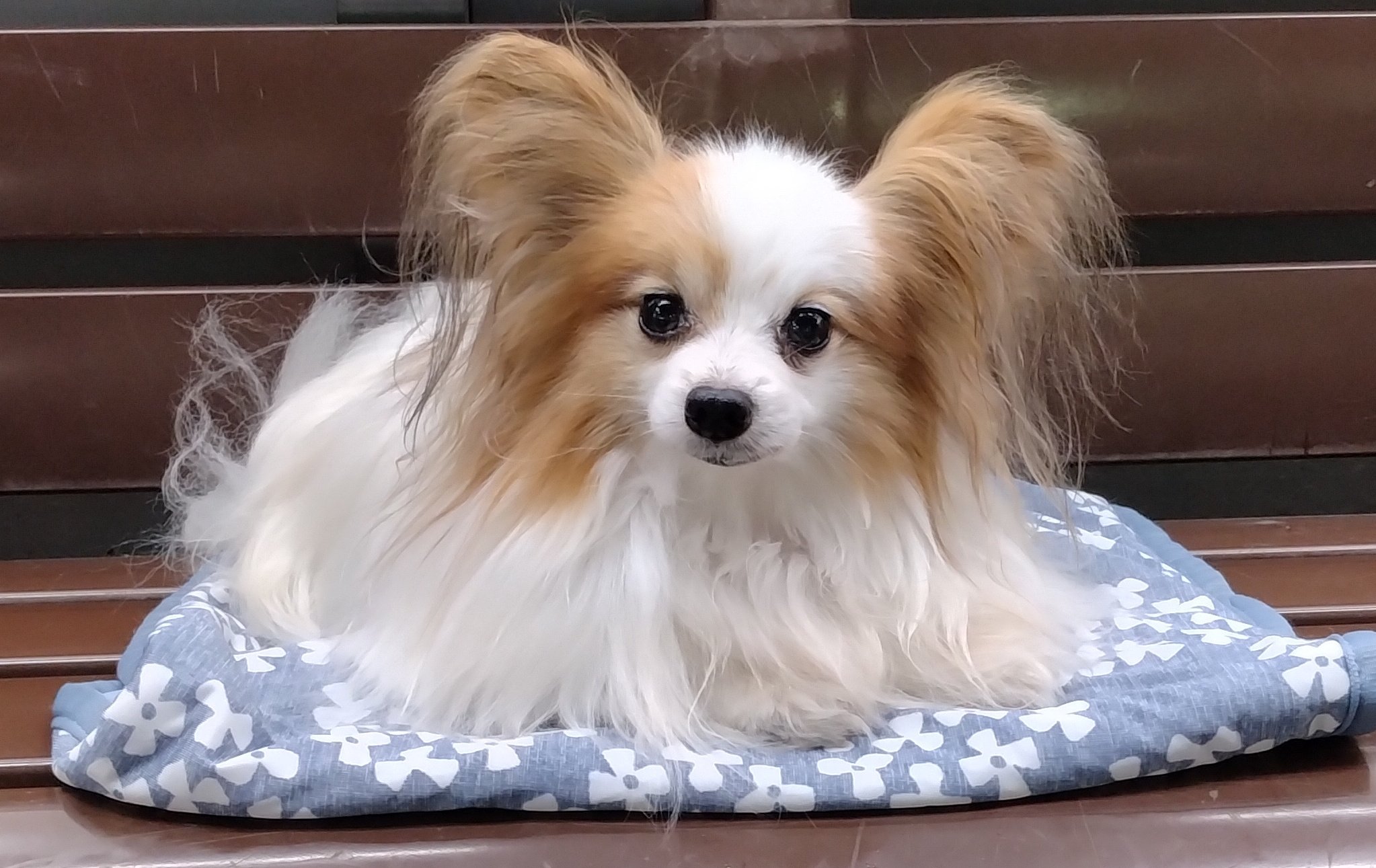 【A】犬　キャンバスF3号　BAEZ3 パピヨン あお♂パピヨン2.3kg on X: 