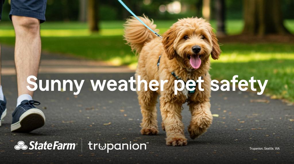 CWStateFarm's tweet image. Sunny weather brings seasonal hazards for pets. Help prepare yourself with these handy safety tips. Contact my office to learn more about pet health insurance. #GoodNeighbor

st8.fm/4l4l4ml
