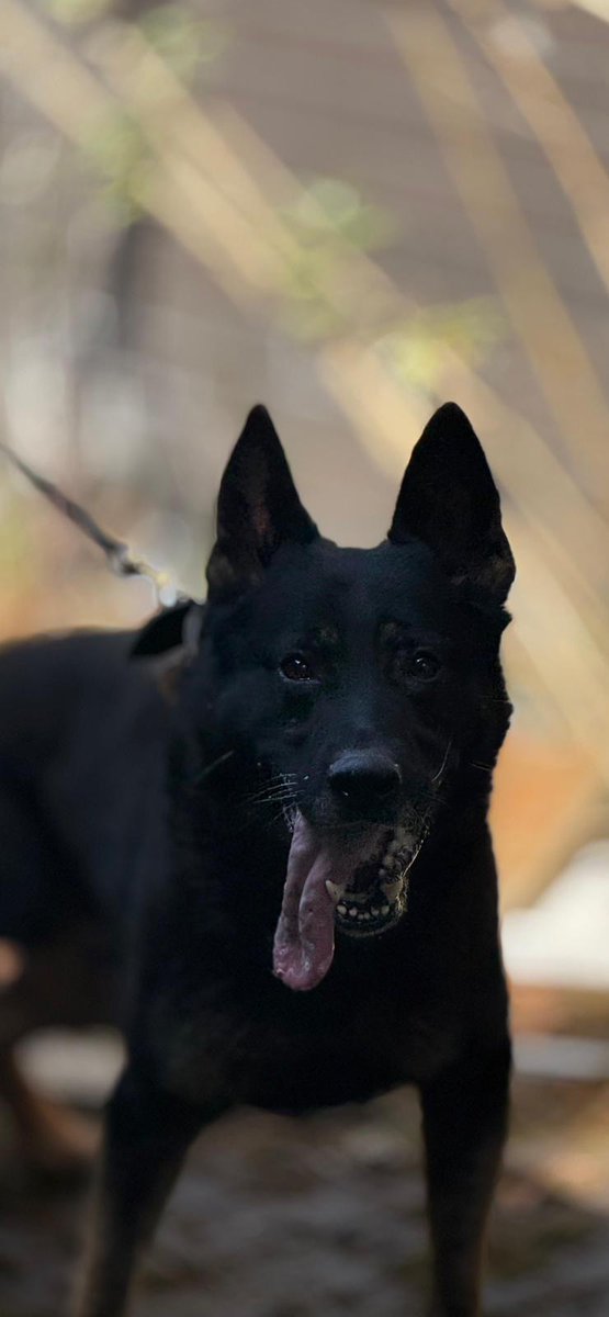 MerPolDogs's tweet image. Early this evening a 90 year old was subject to an assault by a male after forcing his way inside her address and then fleeing into the night. Up stepped PD MIZZ making light work of tracking the offender, locating him and ensuring a swift arrest.