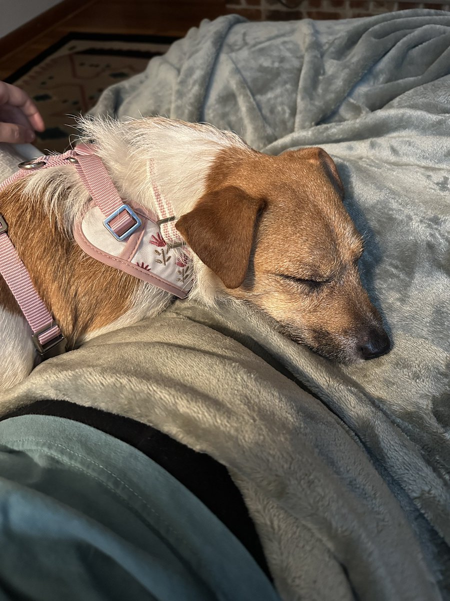 _betbailey's tweet image. Been a little quiet this weekend for good reason...
Welcome to the family, Tortilla 🤍