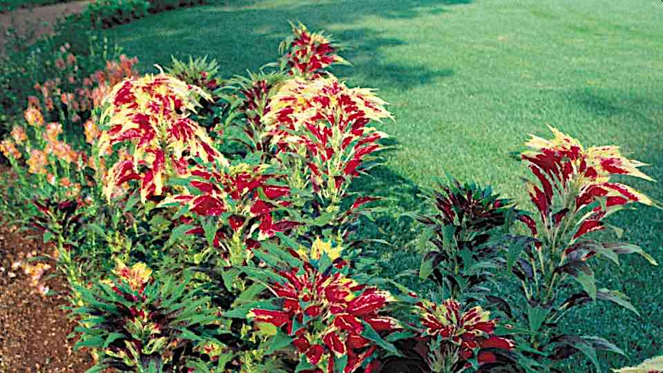 gardensbyyou's tweet image. Joseph's Coat or Tampala (Amaranthus tricolor) is a branching, upright herb that reaches 1–4 ft. (30–120 cm) tall when mature. Joseph’s Coat was originally native to tropical Asia. As an ornamental in the flower garden, it's treasured for its alternate and smooth, green, red, or…