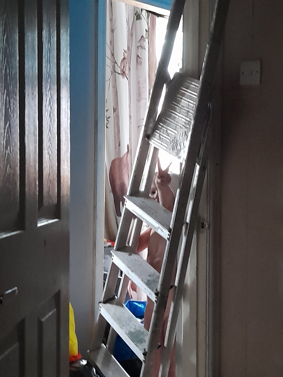 paulstewartart's tweet image. Ok, where did he get the inspiration for this @TrueGritWrestle? First thing in the morning he brings a ladder from the spare room. Then this evening whilst we're trying to put washed clothes away, he is diving on them. I blame @AdamBolt_ and @tony_wright97