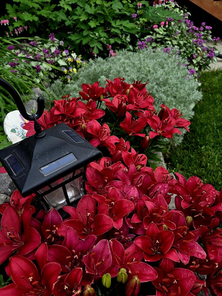 Tranquillives's tweet image. Lovely Lily's in my front garden. Just makes me smile!
Thankful.