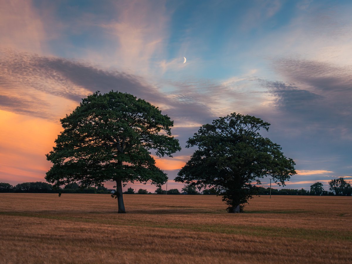 sryanbruenphoto's tweet image. These two trees in North County Dublin are an awesome composition for photos. Some years it has rapeseed, other years barley and this year it even has sunflowers which I hope to capture this week.