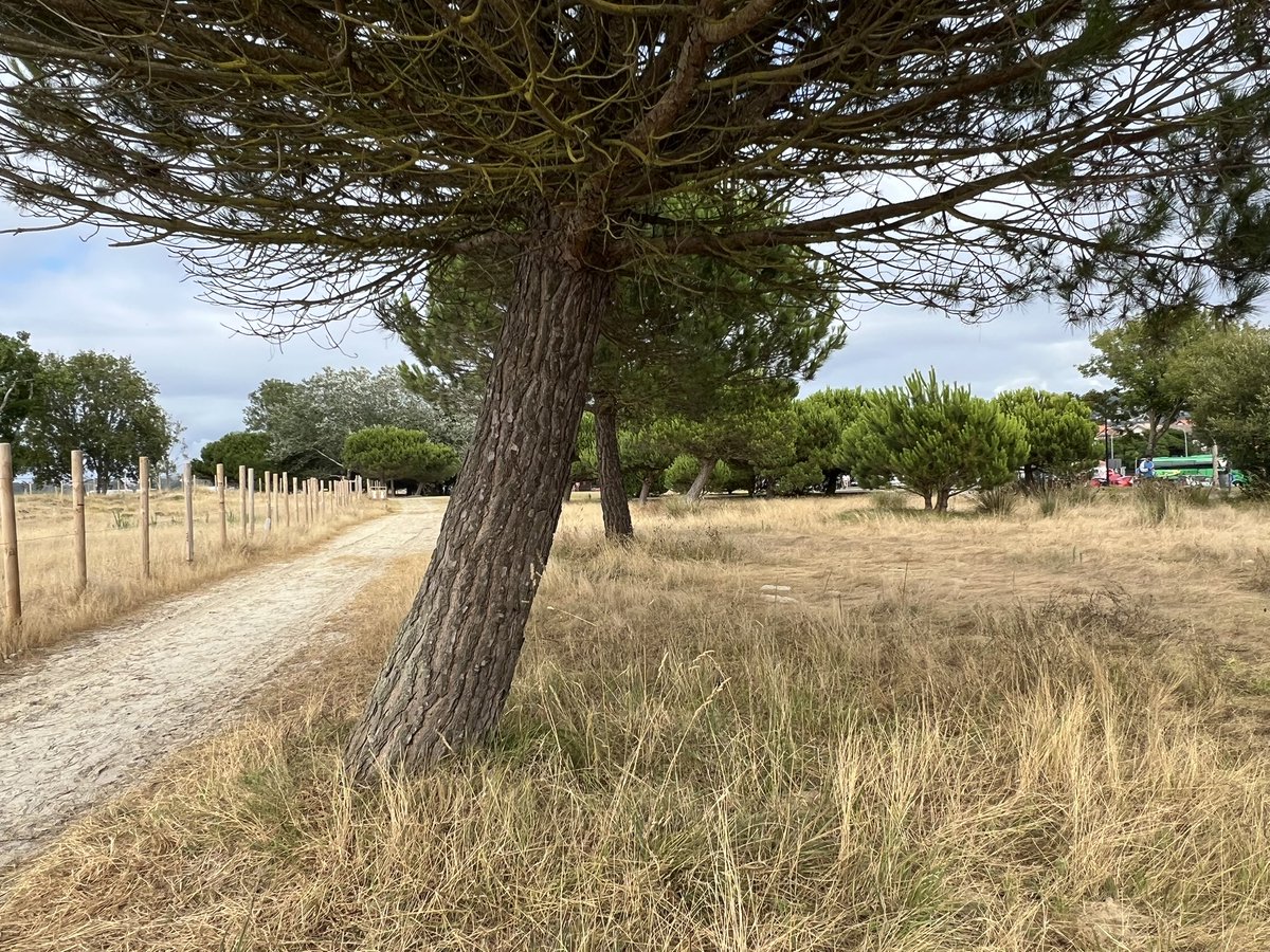 patriciaRodGon's tweet photo. Hai quen aínda non entende que pisar as zonas sensibles é ferir o #ecosistema. 

Parece que xa vai sendo hora de que desde as administracións se poñan as pilas e aposten por campañas que cheguen á xente, que fagan pensar e sentir 🤍 🌱 https://t.co/9Wclx0bIRy