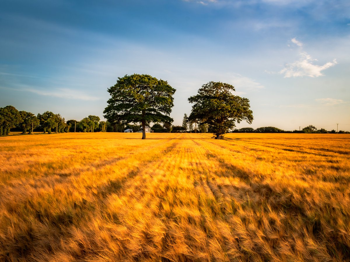 sryanbruenphoto's tweet image. These two trees in North County Dublin are an awesome composition for photos. Some years it has rapeseed, other years barley and this year it even has sunflowers which I hope to capture this week.