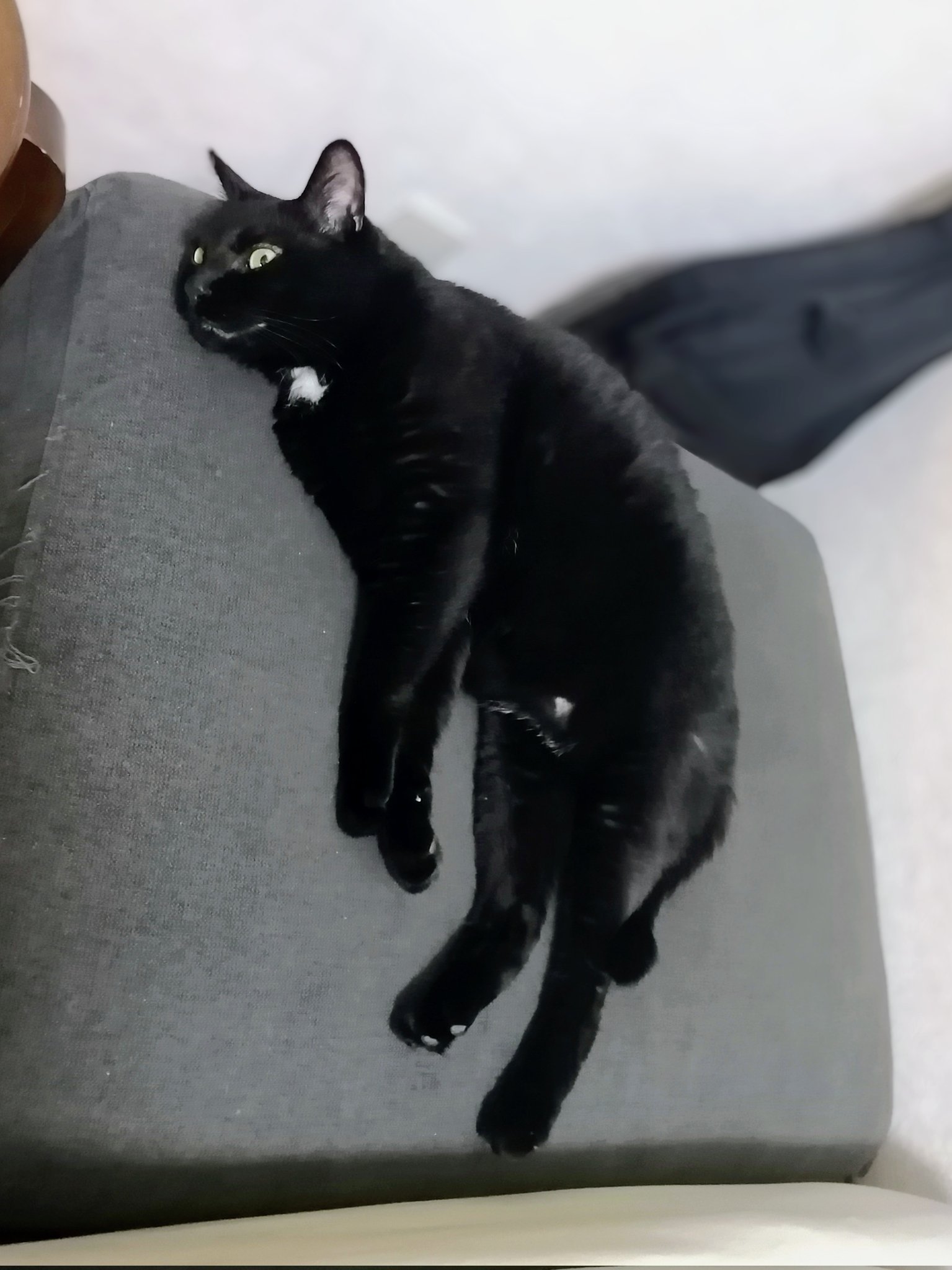 黒猫 時乃 遷嫁 on X: 