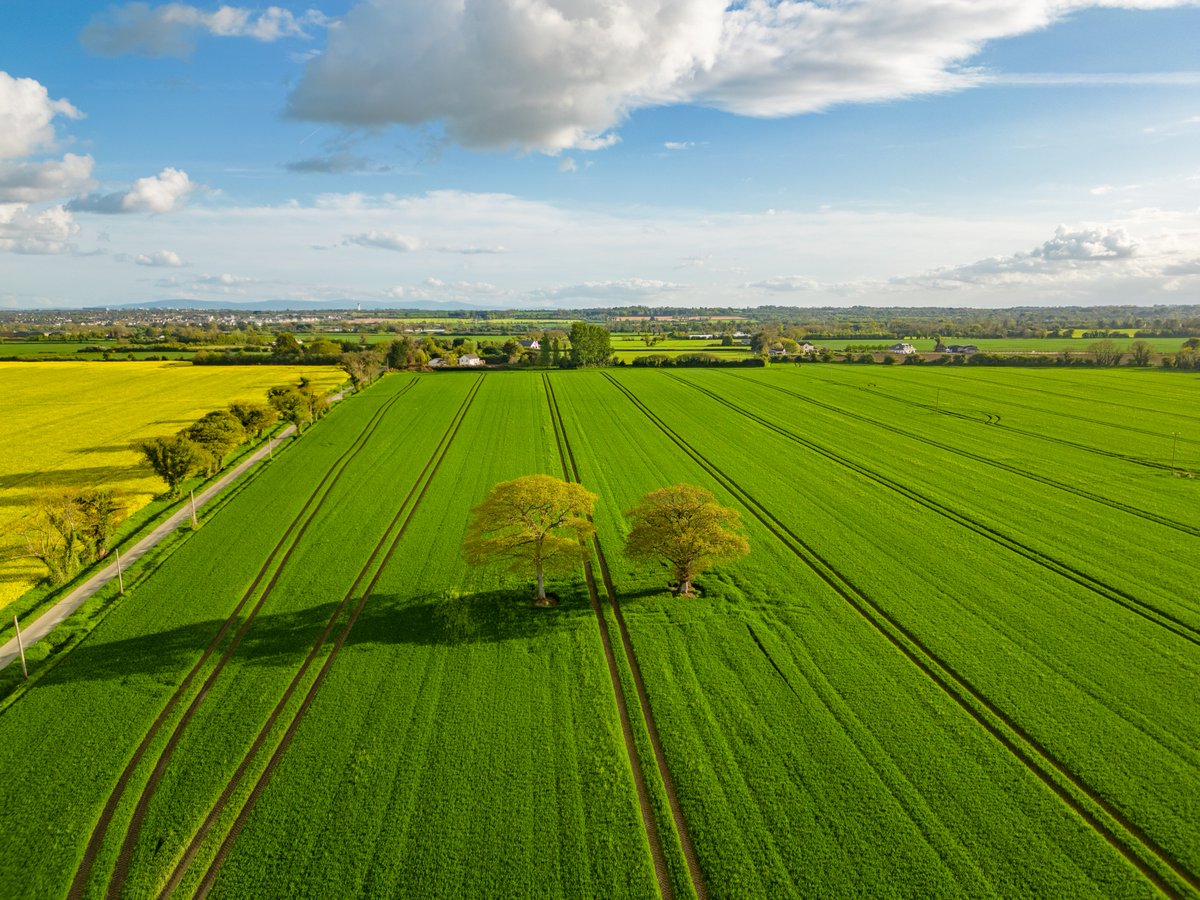 sryanbruenphoto's tweet image. These two trees in North County Dublin are an awesome composition for photos. Some years it has rapeseed, other years barley and this year it even has sunflowers which I hope to capture this week.