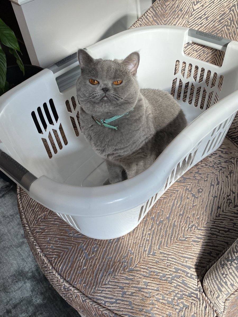 👩🏻‍🍳busy making 🍒🫙 today .. Hmmm we guess she thinks that’s some sort of excuse for posting my photo so tardy today. NOT 🙀🙀Savoy showing cattitude &amp; in the laundry basket 😹😹 #CatBoxSunday #CatsOfTwitter #CatsOnTwitter