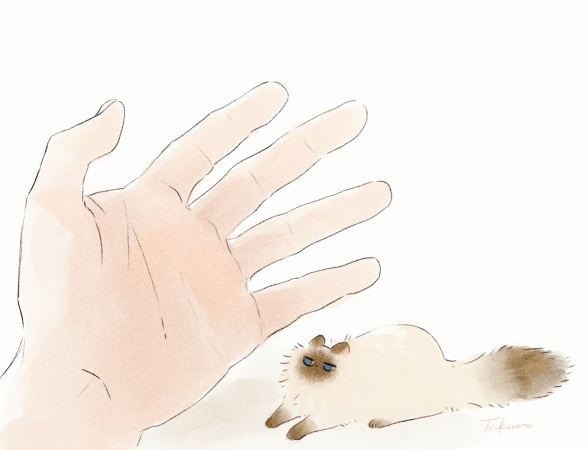 takanohisa's tweet image. これは暑くて手のひらに乗るのをためらう手のひらねこ