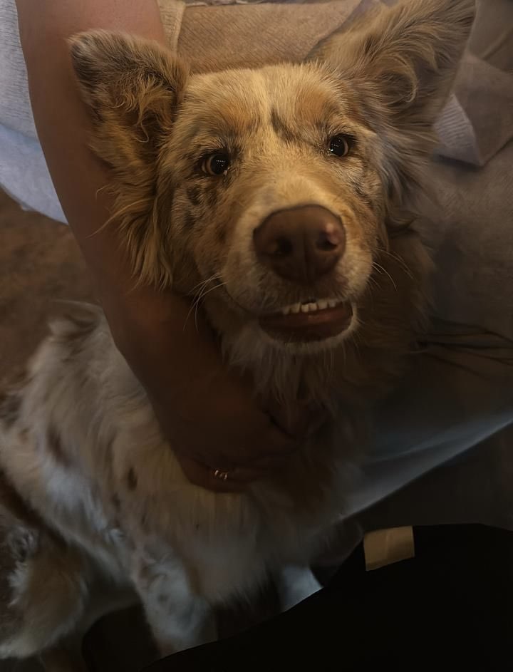 En el #DíaDelPerro recordamos el cariño, la lealtad y la compañía que nos brindan estos seres tan nobles.
Cuidarlos y respetarlos también es parte de construir una sociedad más humana y consciente. 🐾