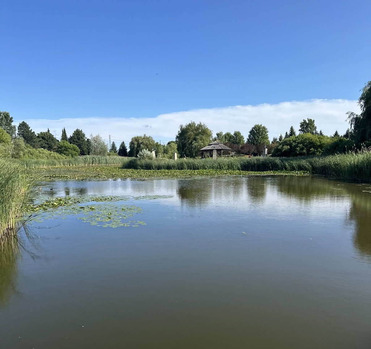 #momentry #richmondhill #richmondhillgreen #ribfest