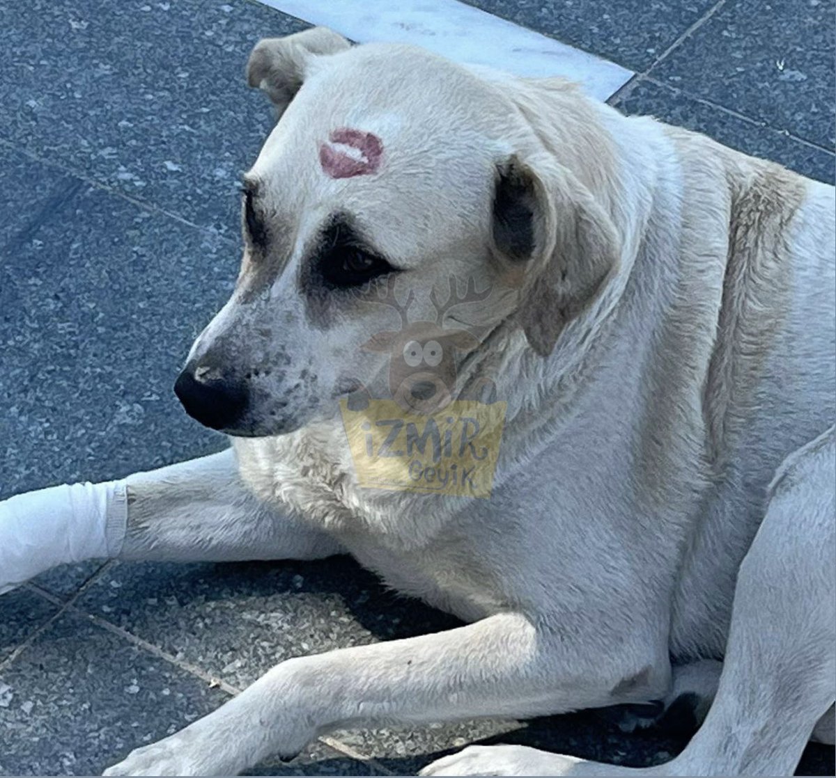 İzmir’de, kafasından öpülmüş bir köpek böyle görüntülendi