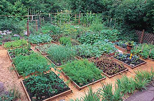 gardensbyyou's tweet image. A small vegetable garden requires only a few sketches with labels to produce great results. We’ll help you design and produce a vegetable garden layout drawing. Use our easy, grid planting template and design approach—it makes best use of your space. The planting diagram allows…
