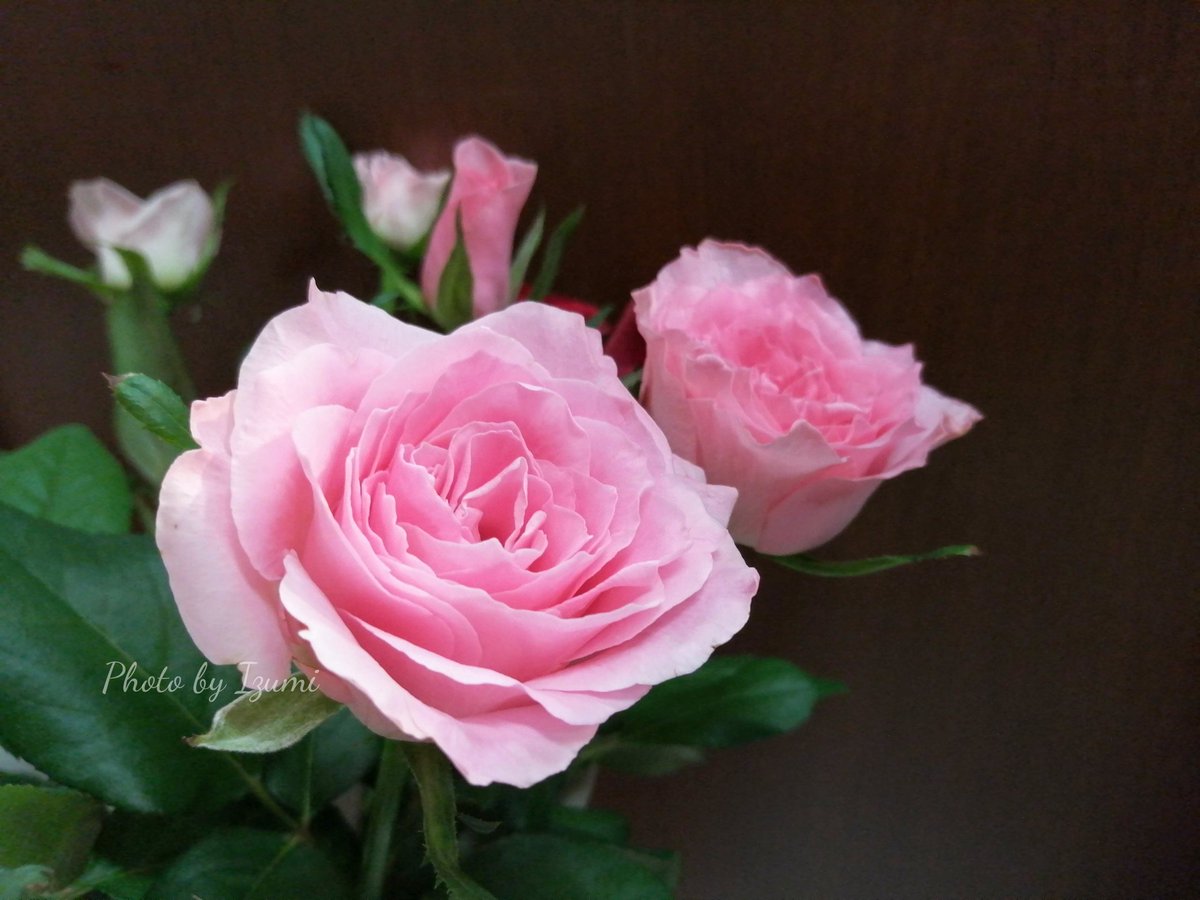 dremifa29's tweet image. おはようございます~🍀
今週もよろしくお願いします
笑顔溢れる 素敵な一日をお過ごしくださいね~🎐ᐠ( ᐢ ᵕ ᐢ )ᐟ
#TLを花でいっぱいにしよう