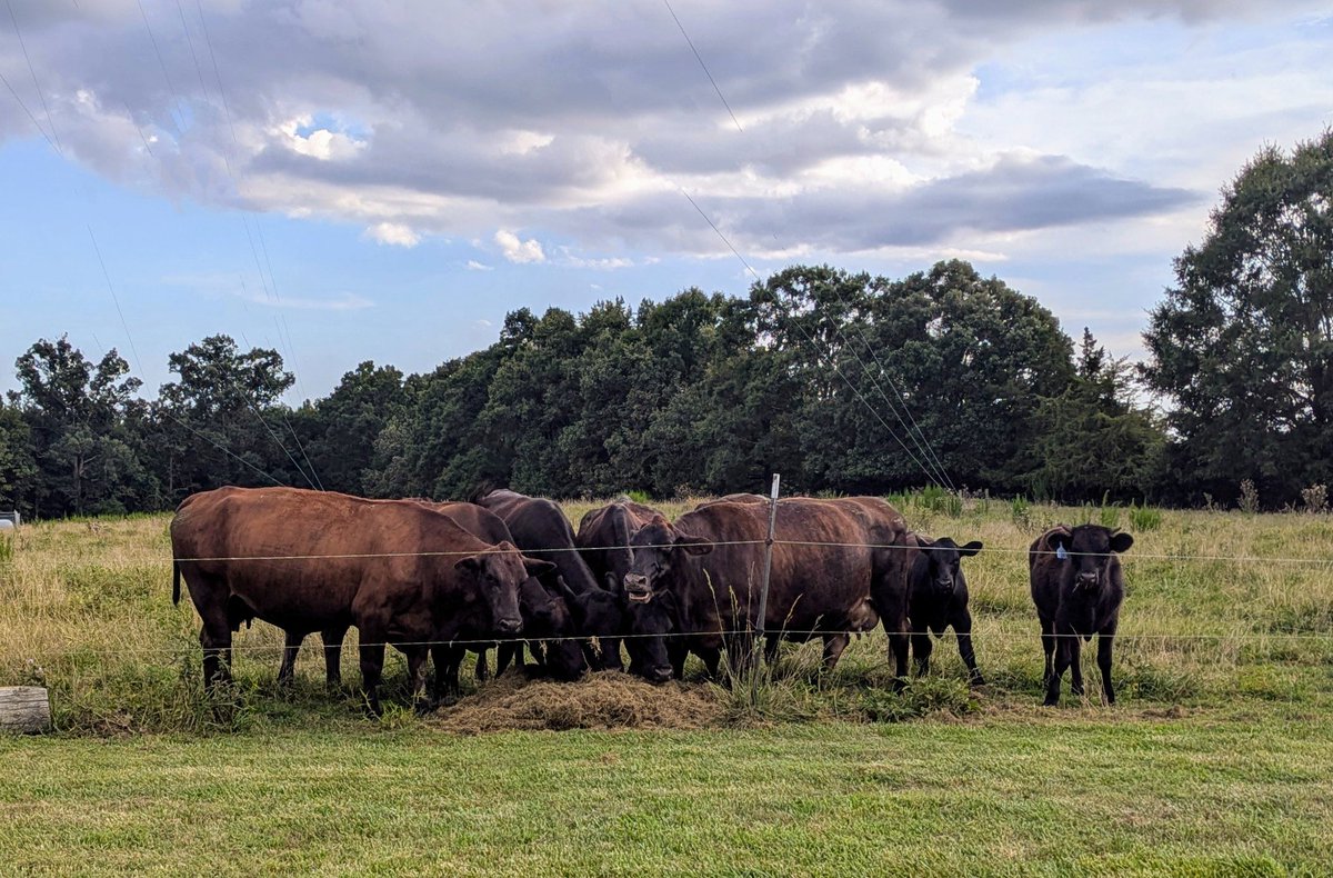 My new grass gathering process is a hit with the ladies.