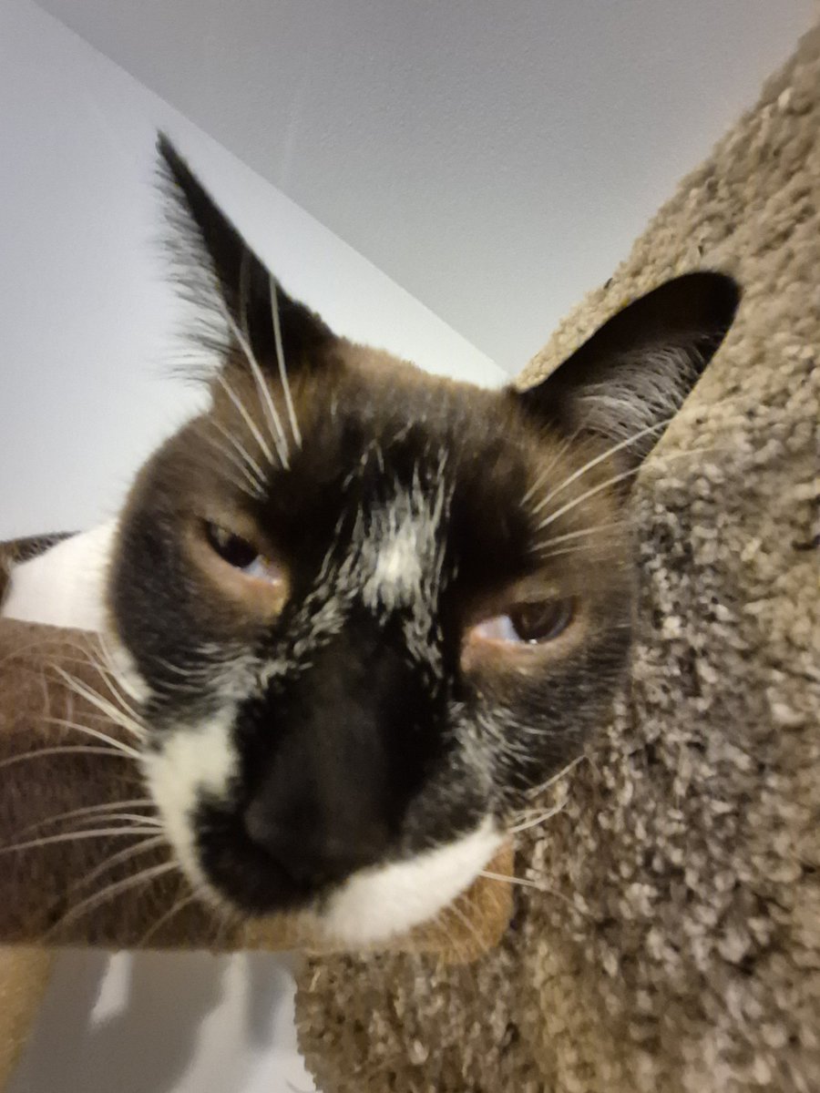 Spinel Worship tweet media