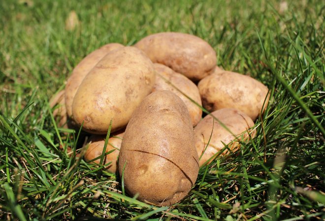 Nyazsche's tweet image. The potato, a humble yet bold vegetable. Always friendly and ready for adventure.