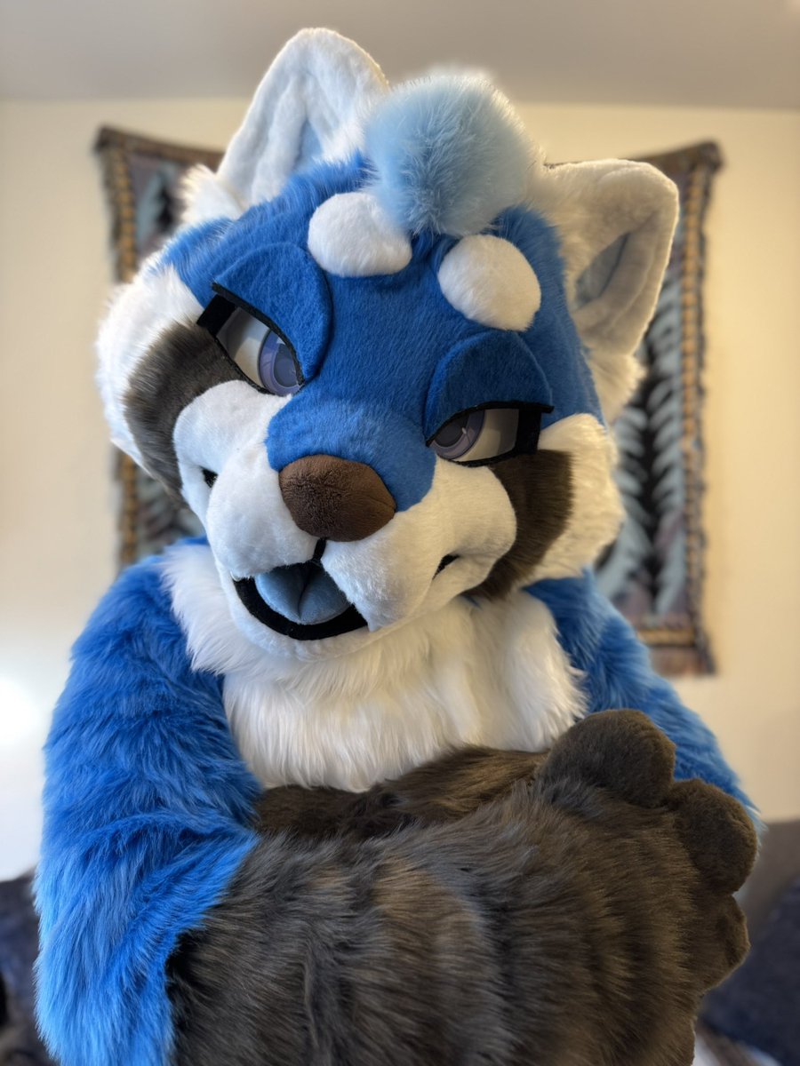 CoyoteArcade's tweet image. Kehmet the red (blue) panda! 💙