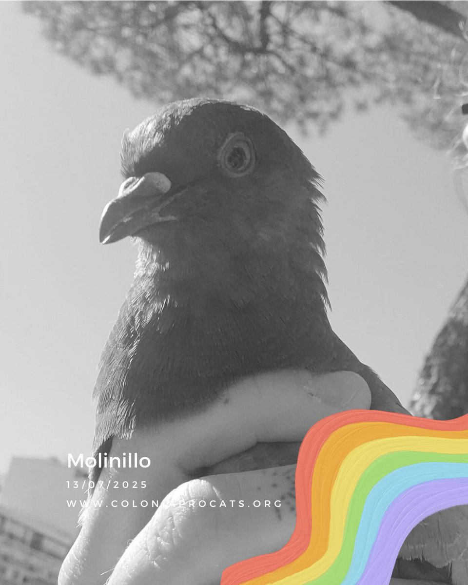 Colonia Procats tweet media